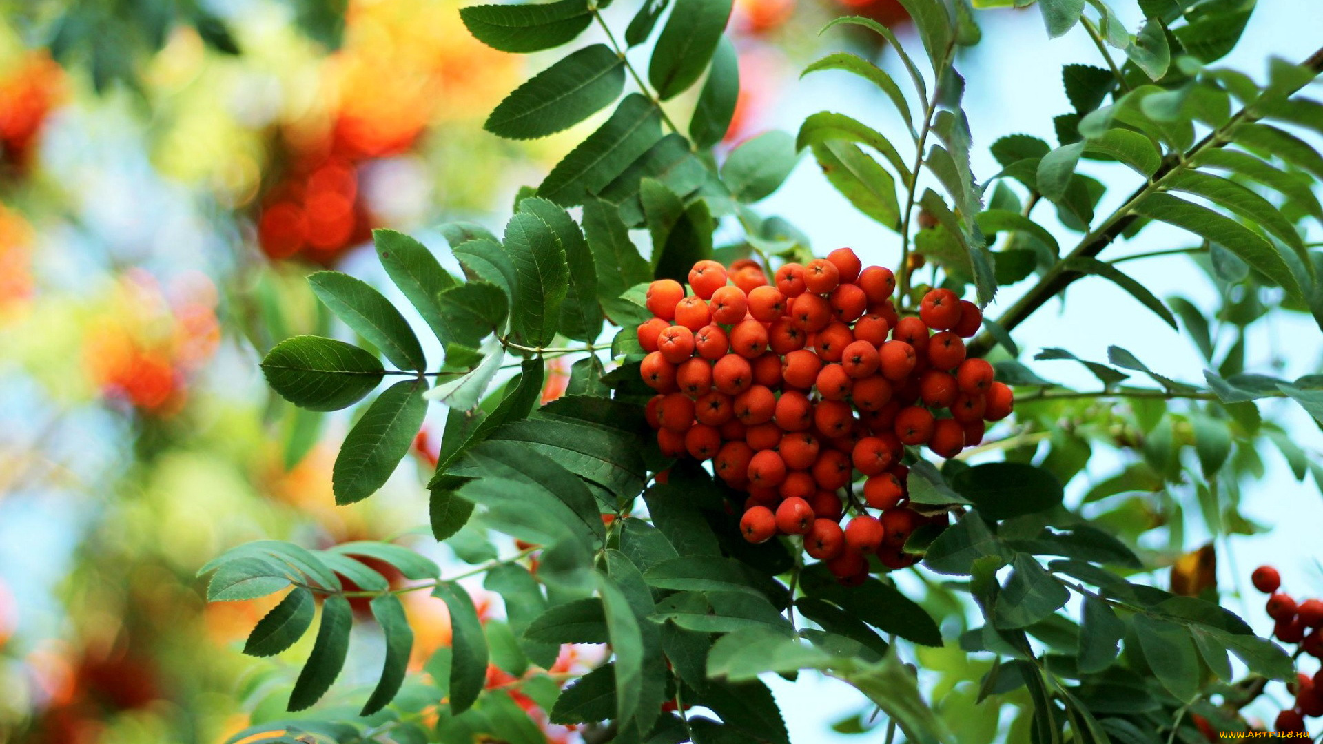 природа, Ягоды, , рябина, осень, рябина, ягоды