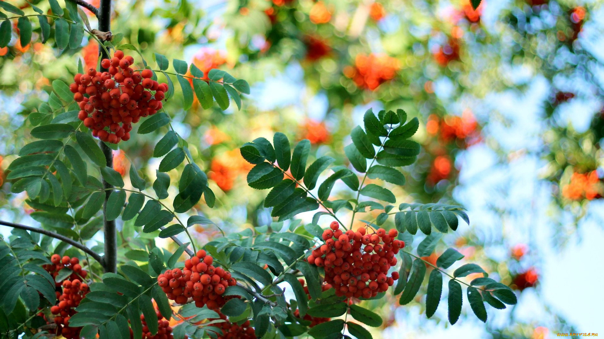 природа, Ягоды, , рябина, рябина, ягоды, осень