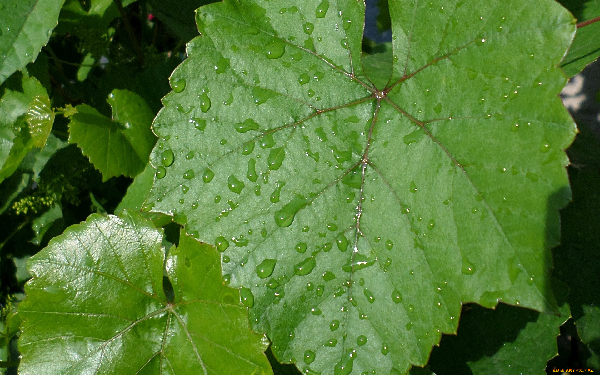 природа, листья, фон