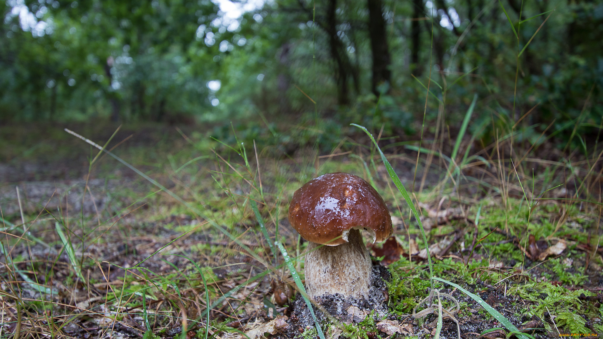 природа, грибы, грибок