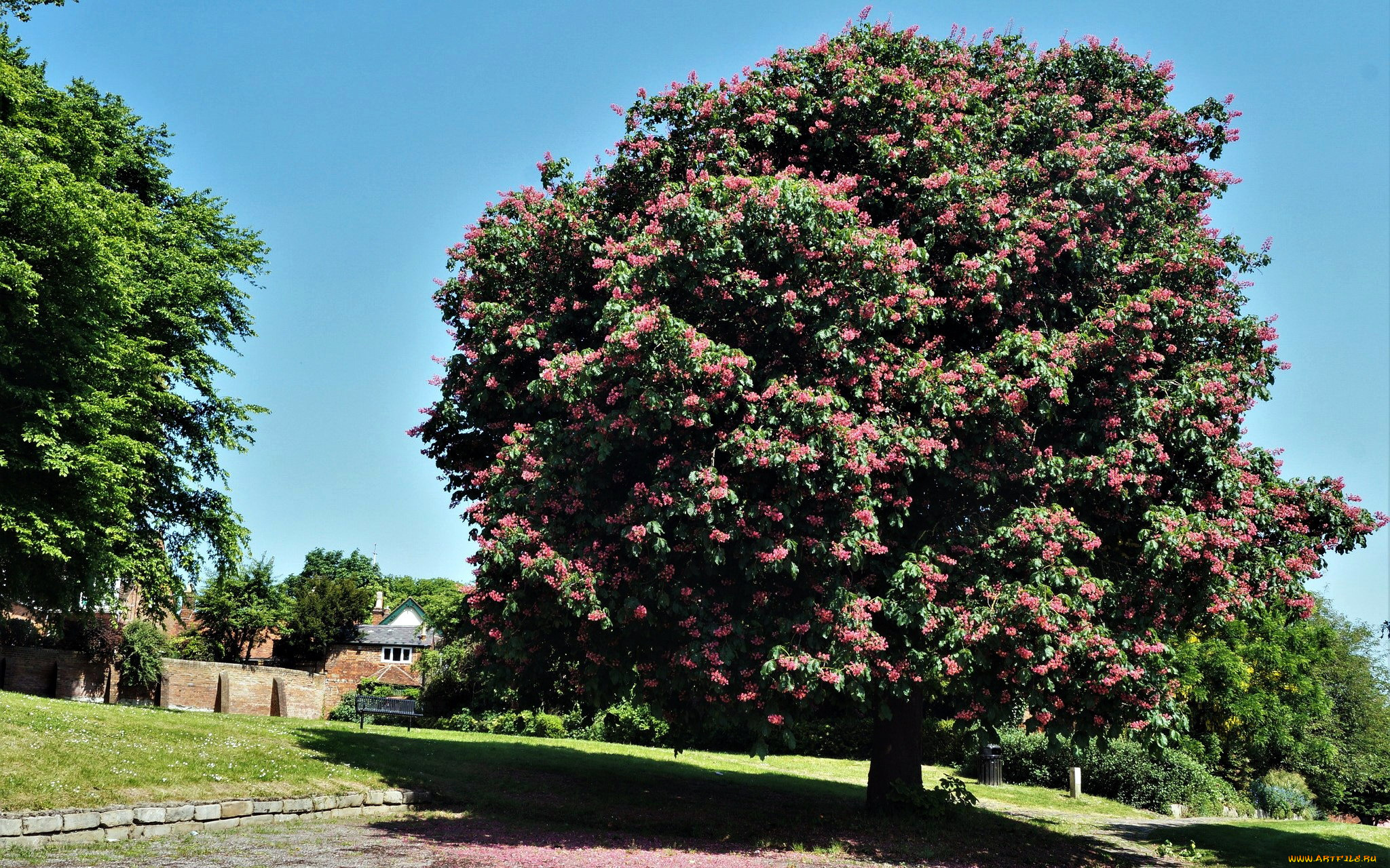 природа, деревья, каштан