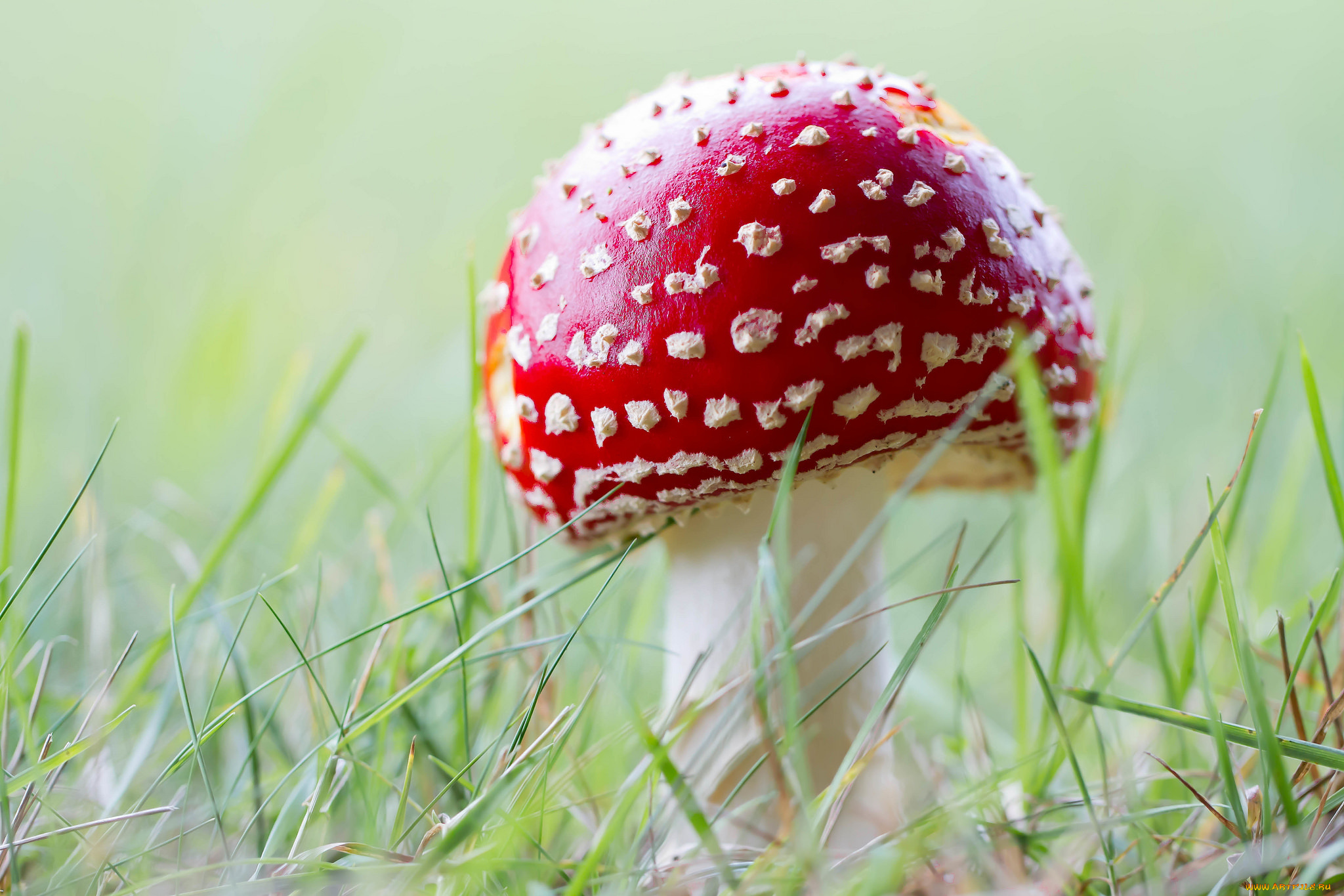 природа, грибы, , мухомор, грибок