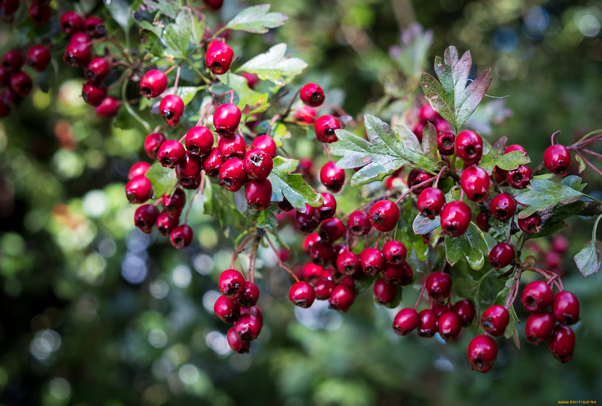 природа, Ягоды, ягоды