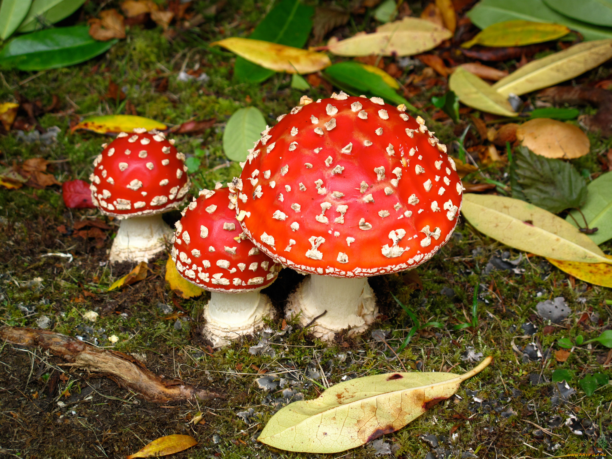 природа, грибы, , мухомор, грибок