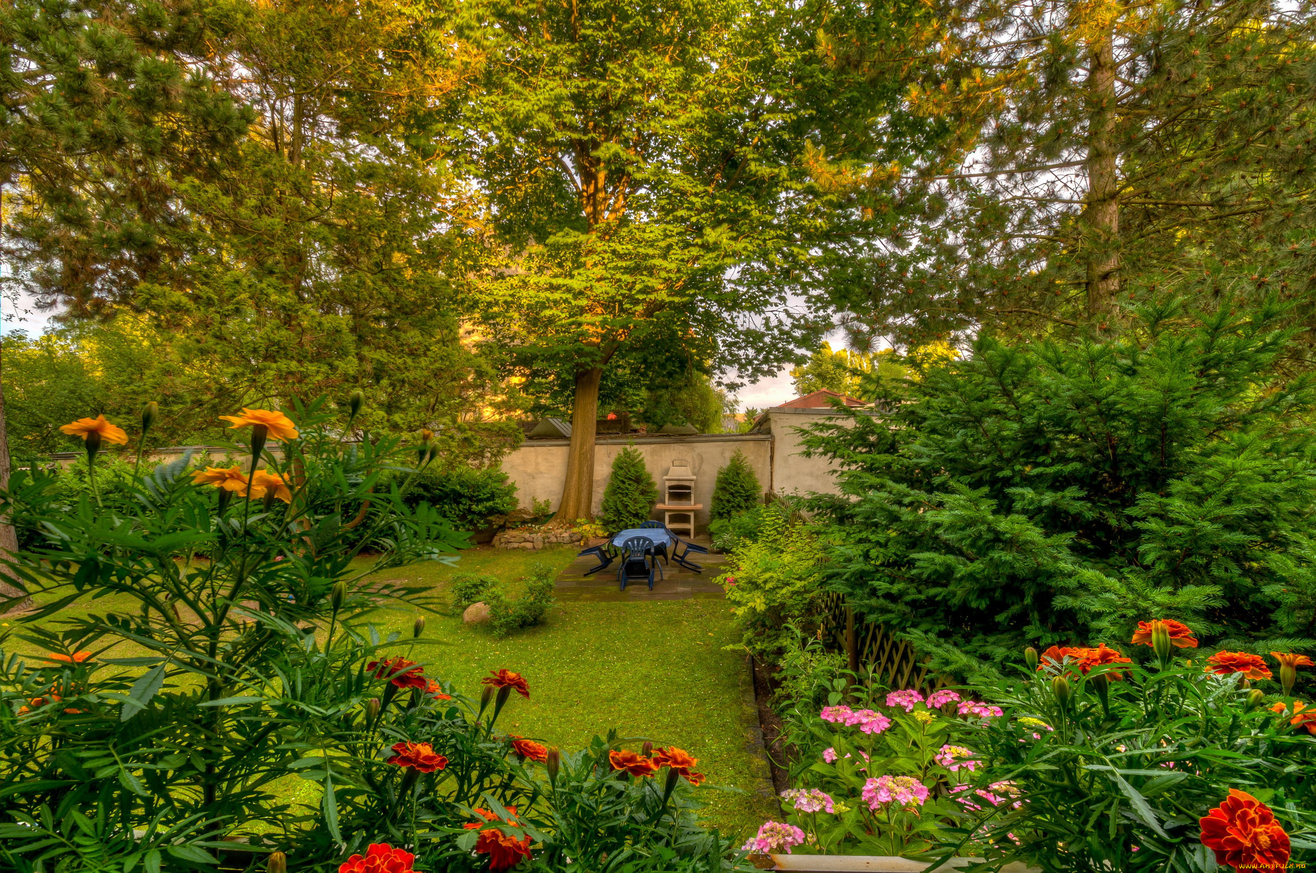 природа, парк, бархатцы, лужайка, деревья