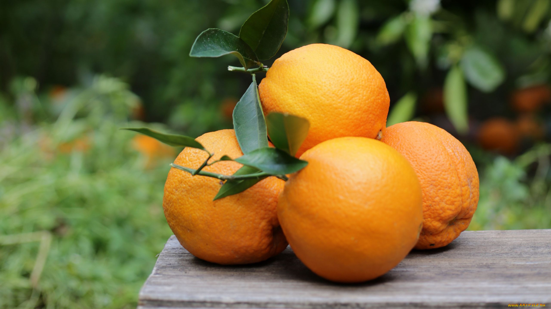 еда, цитрусы, апельсины