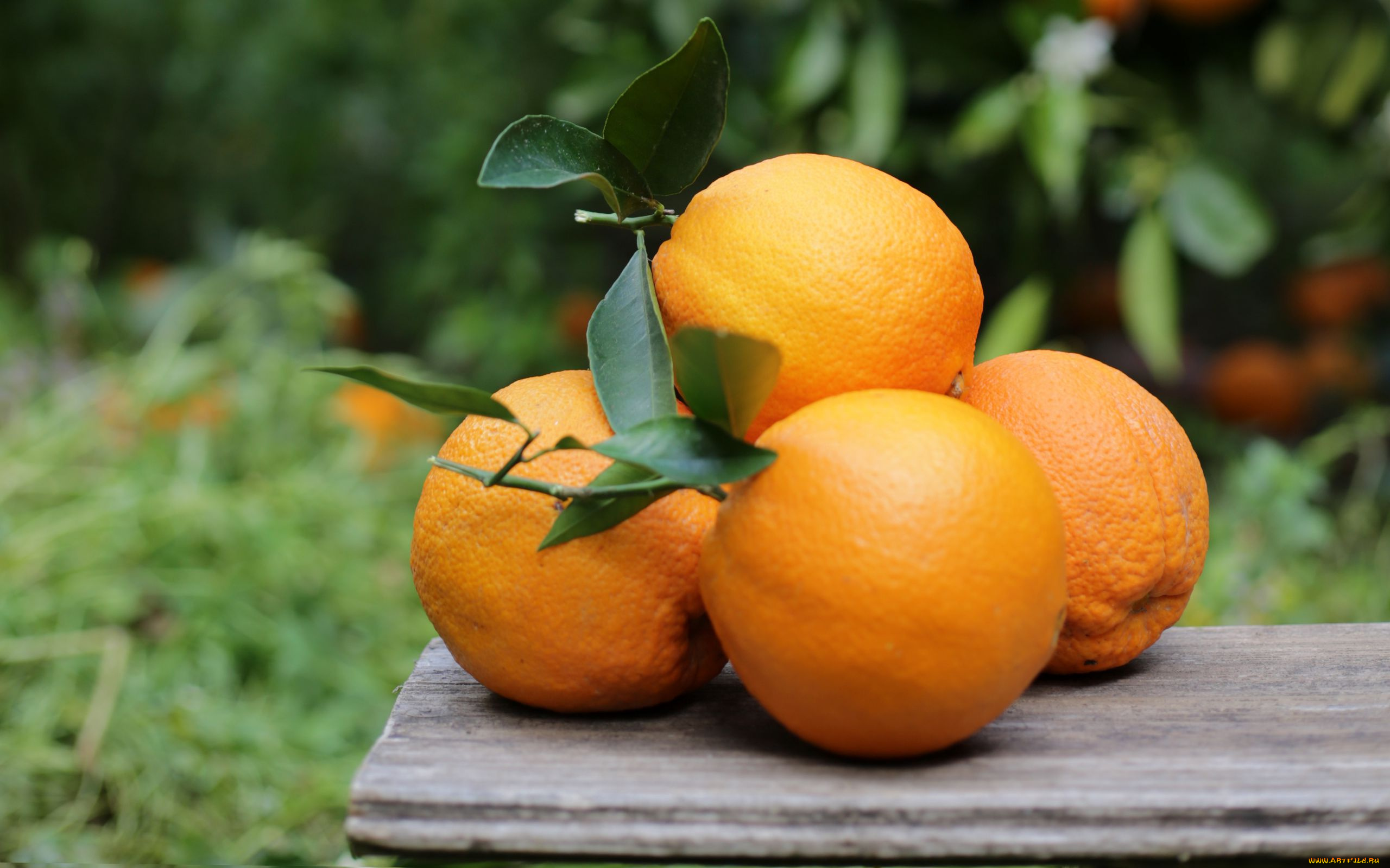 еда, цитрусы, апельсины