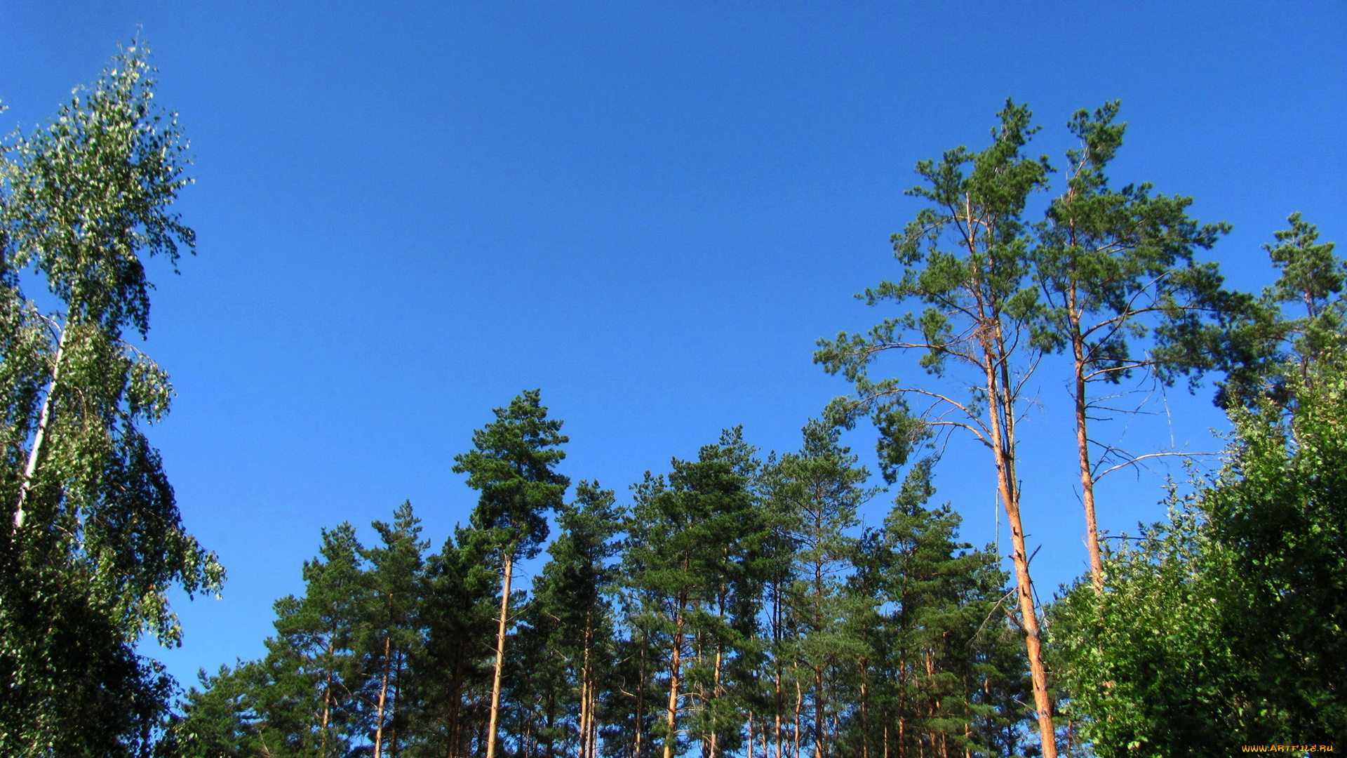 природа, деревья, сосны