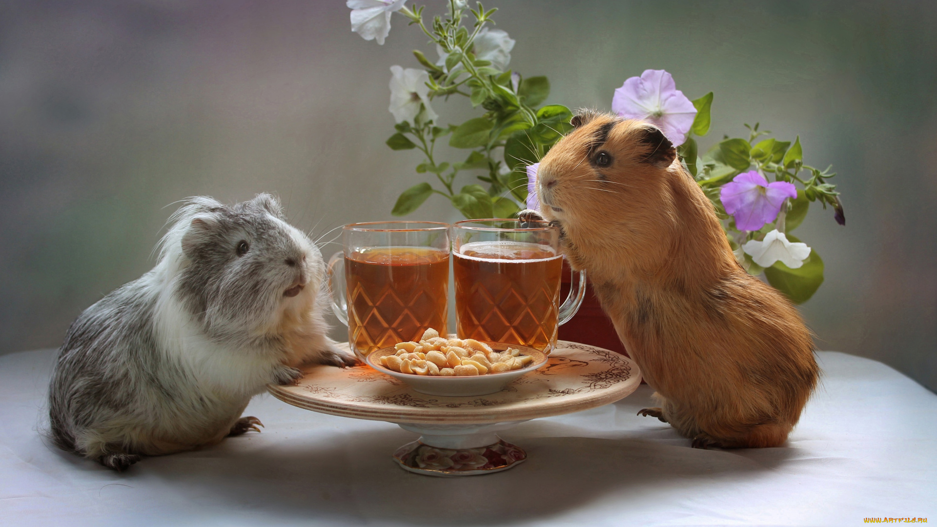 животные, морские, свинки, , хомяки, морские, свинки