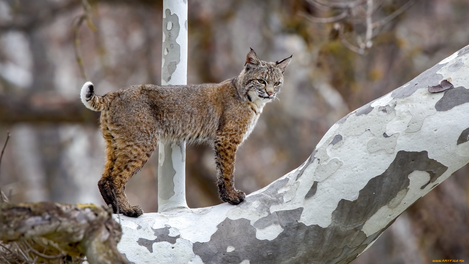 животные, рыси, рысь