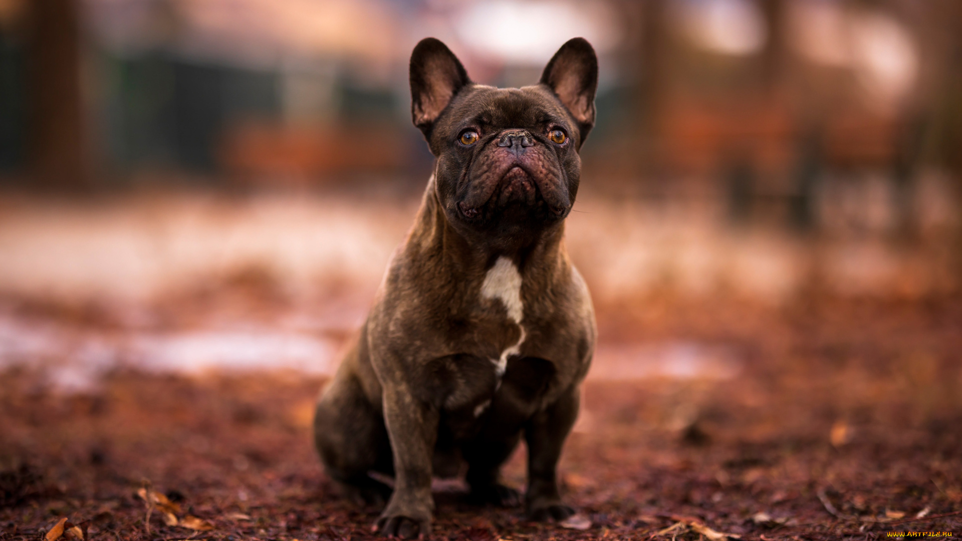 животные, собаки, собака