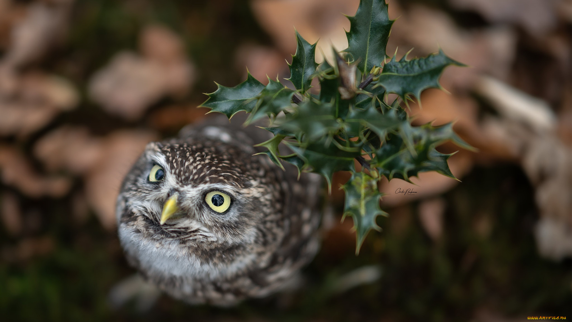 животные, совы, сова