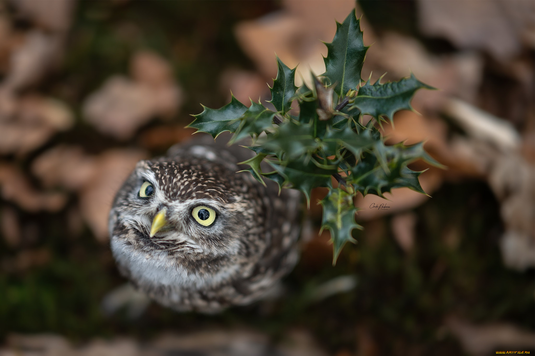 животные, совы, сова