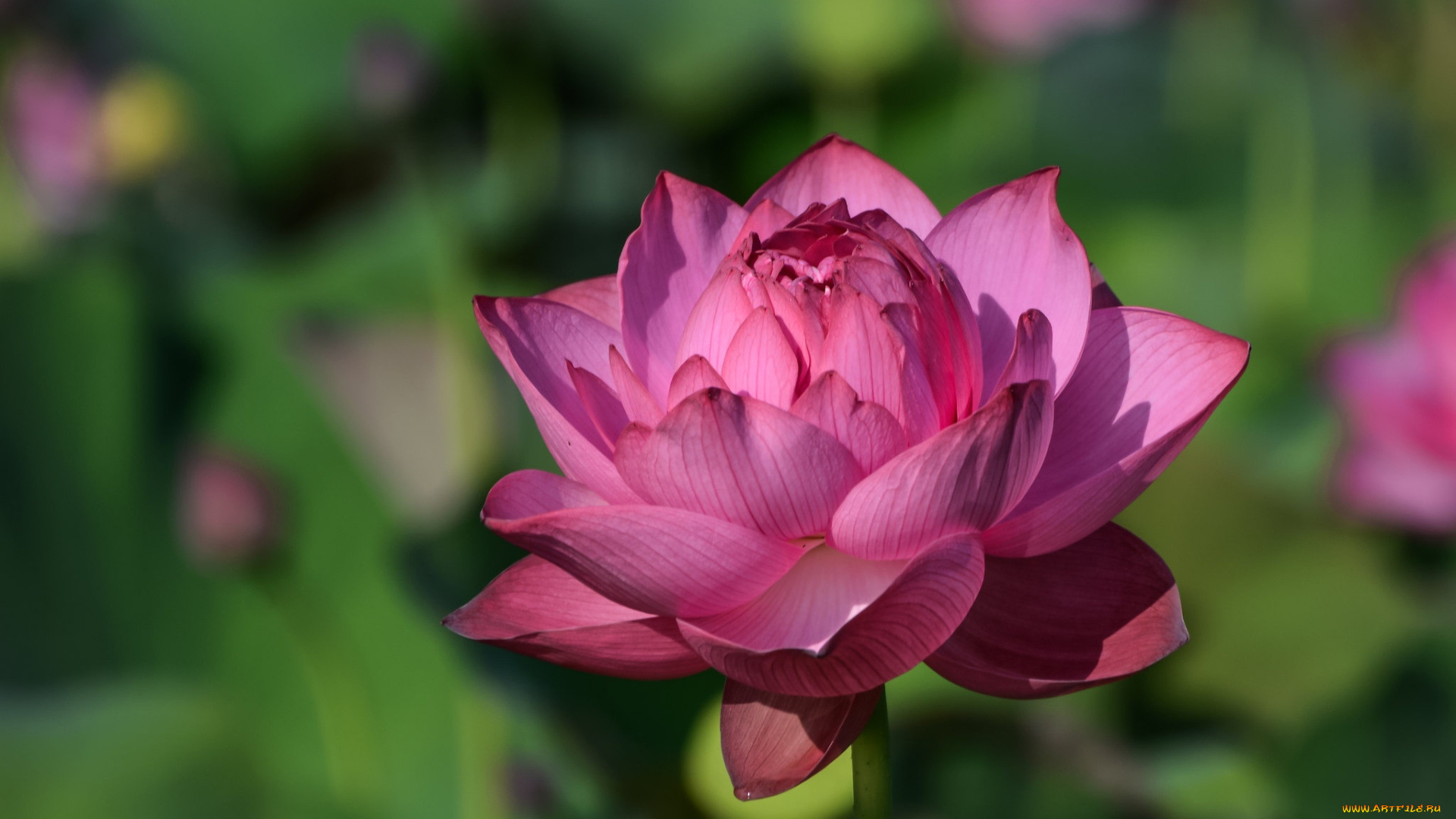 цветы, лотосы, розовый, лотос, макро