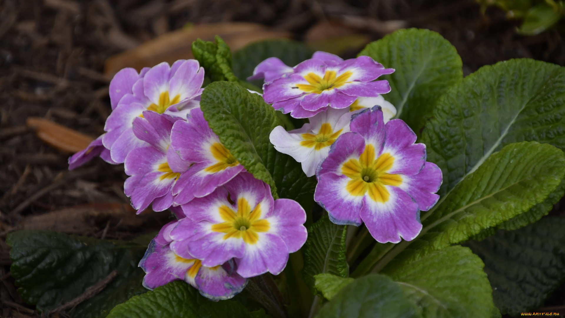 цветы, примулы, первоцвет