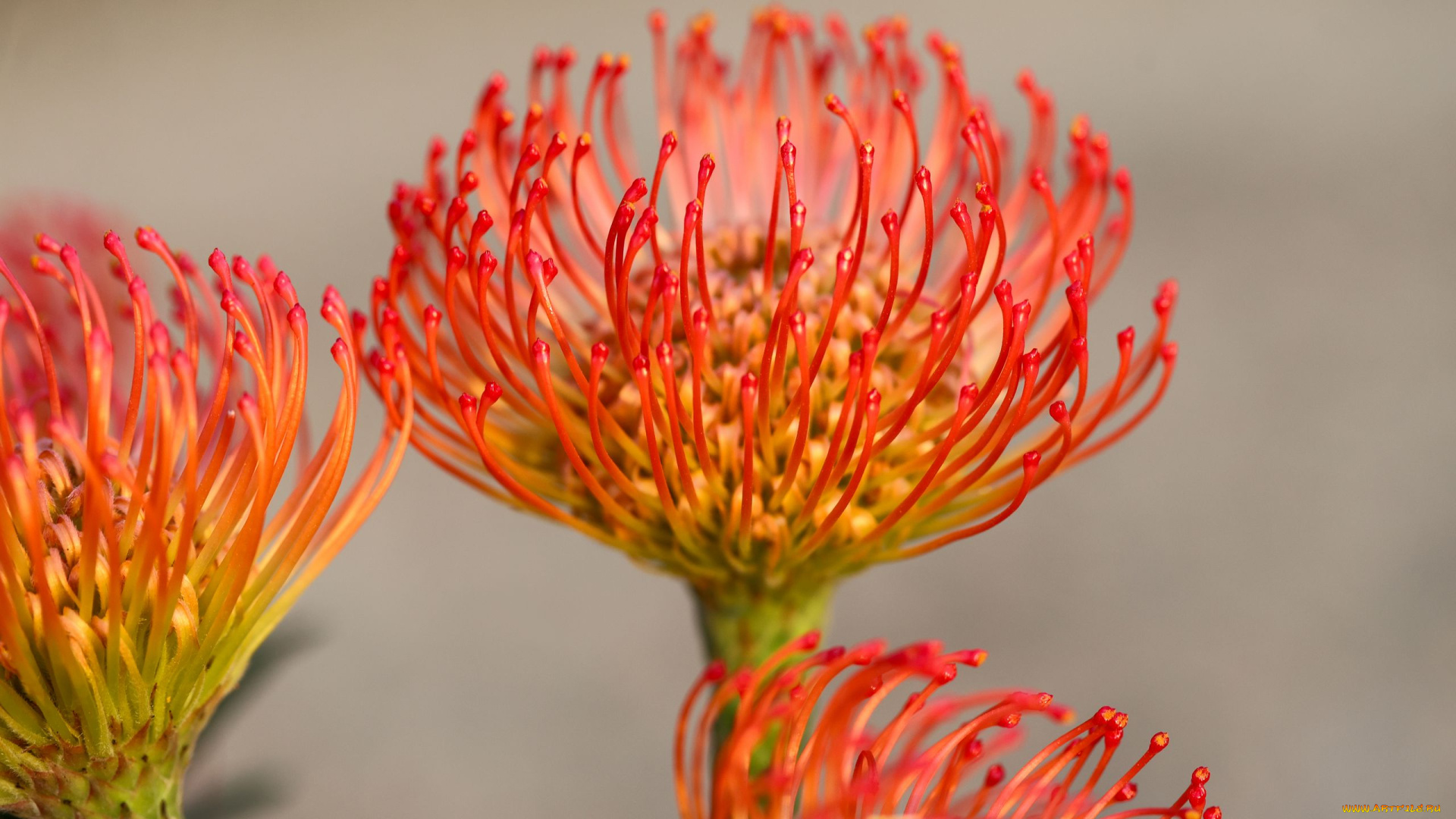 цветы, протея, оригинальный