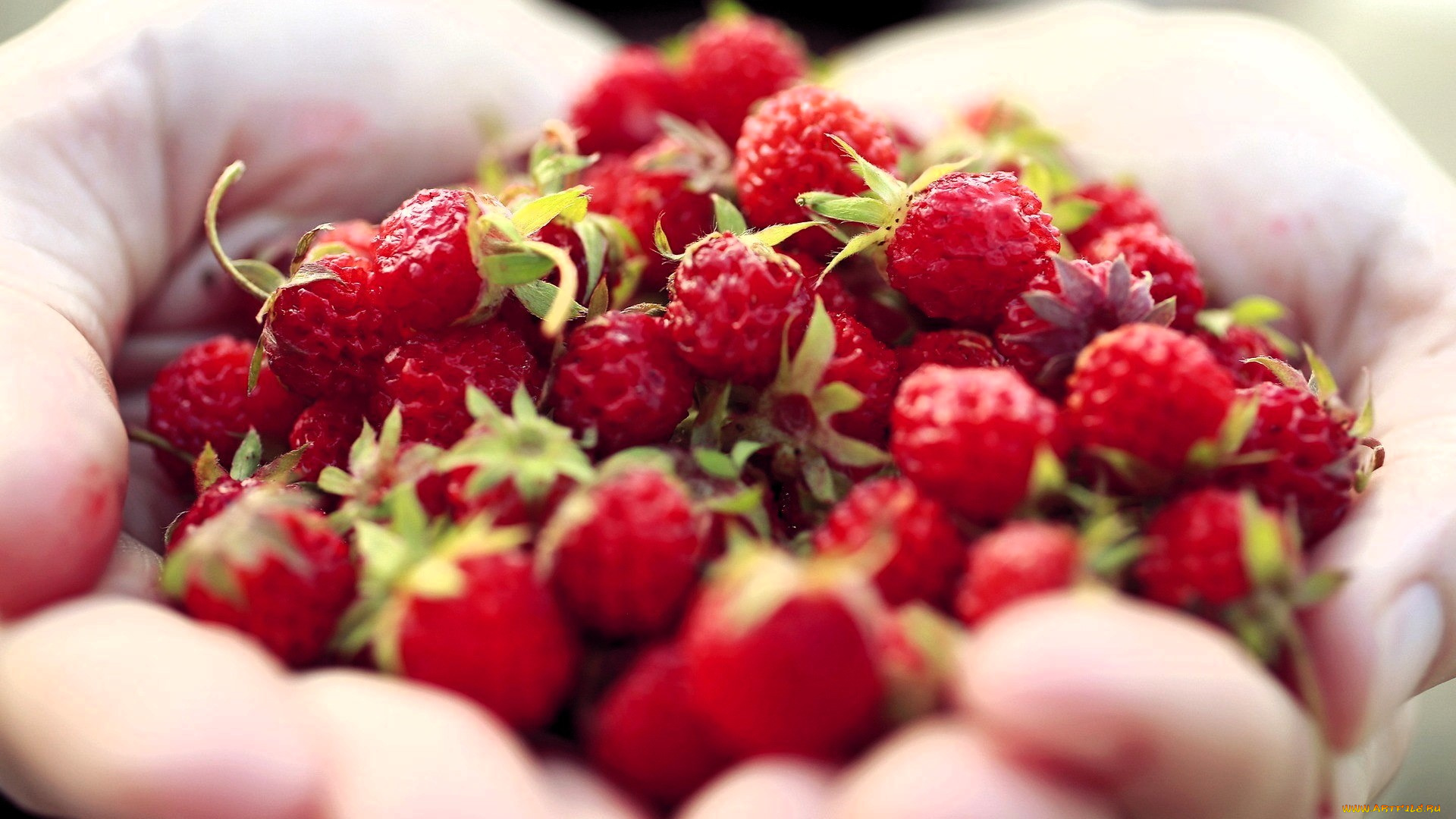 еда, малина, руки, ягоды, пригоршня, угощение