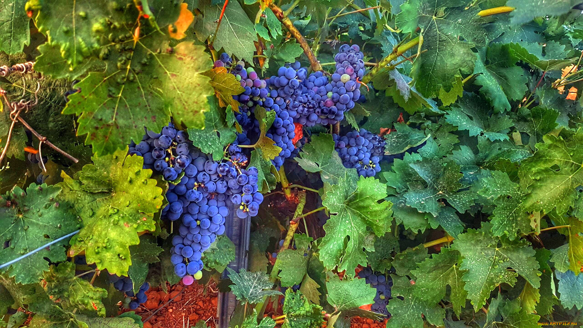 природа, ягоды, , виноград, грозди, виноград
