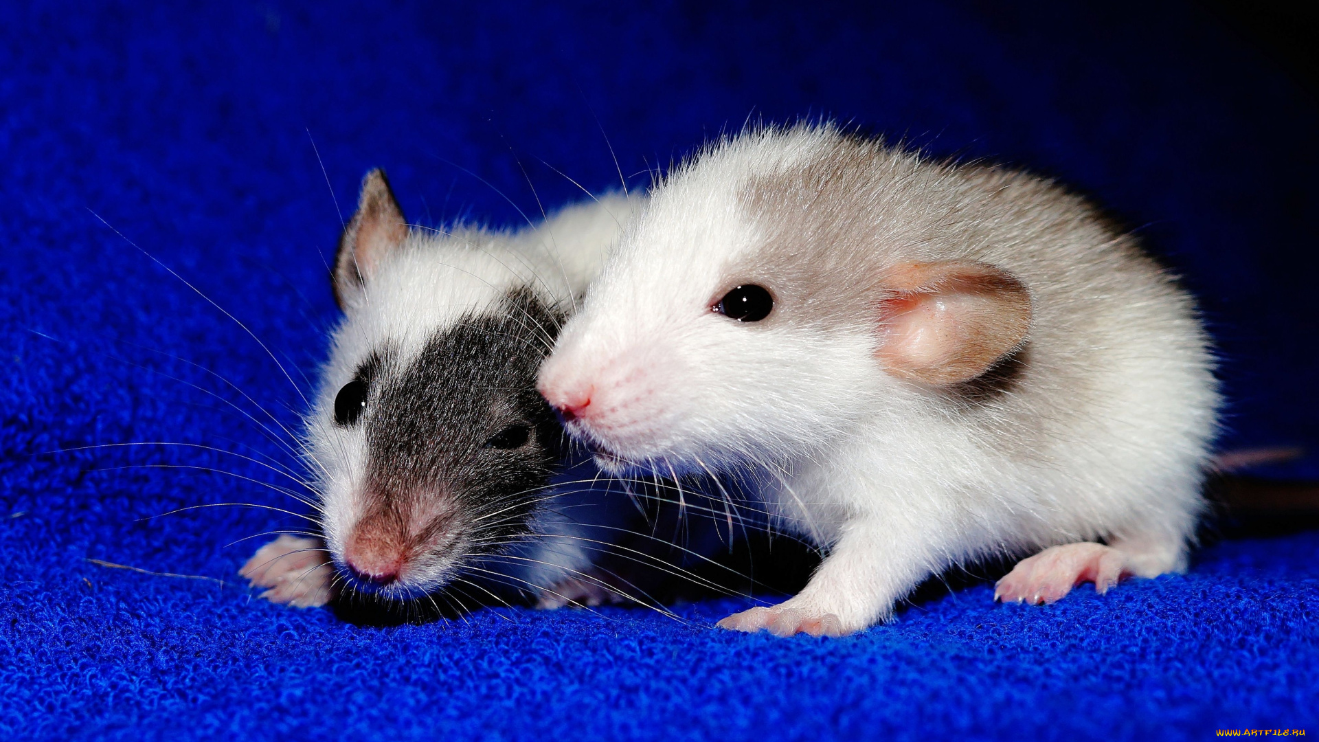 животные, крысы, , мыши, крыски