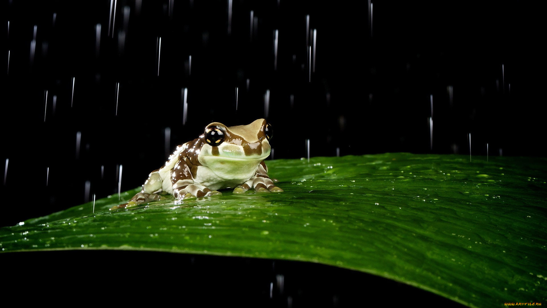 животные, лягушки, лягушка