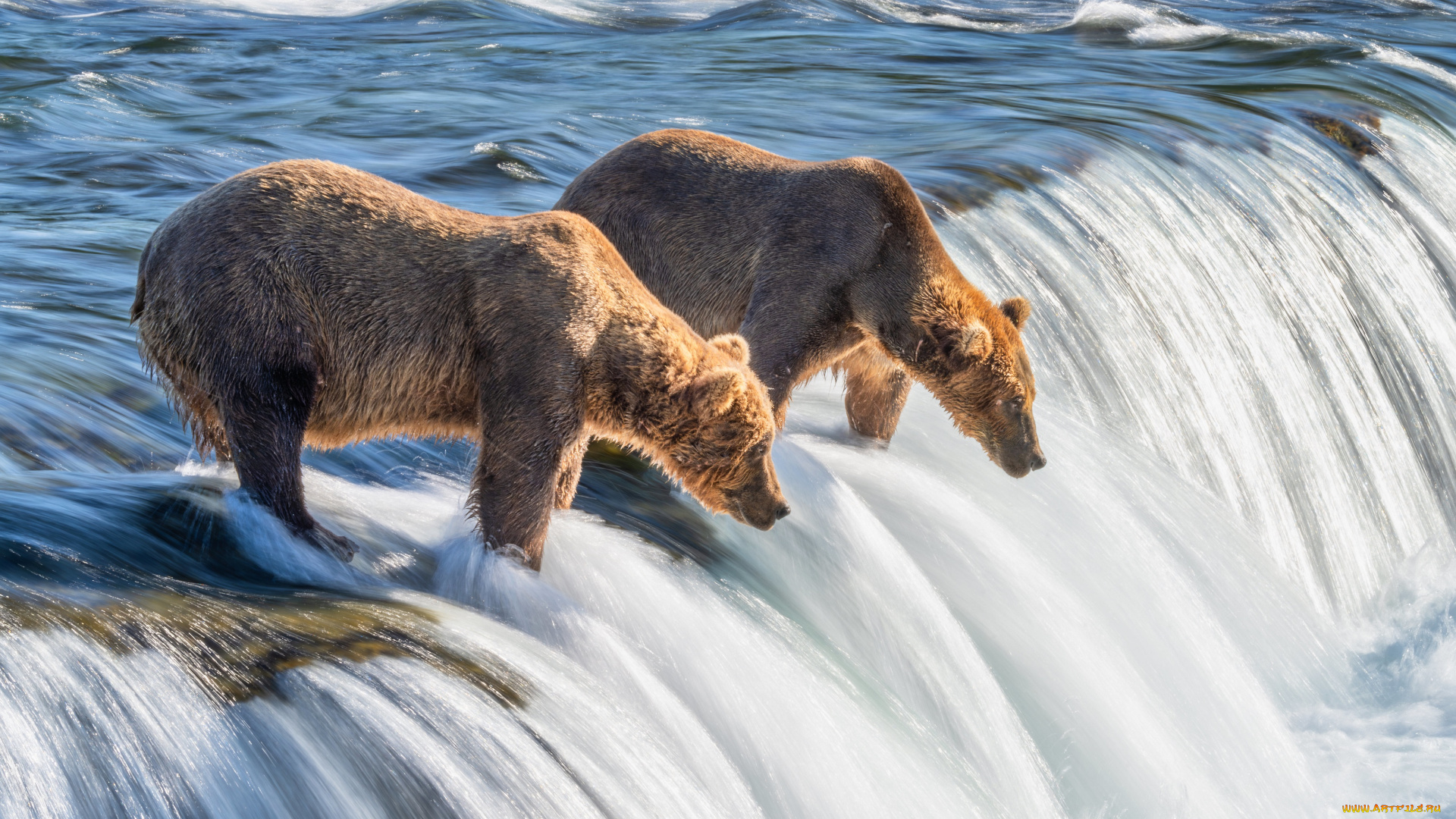животные, медведи