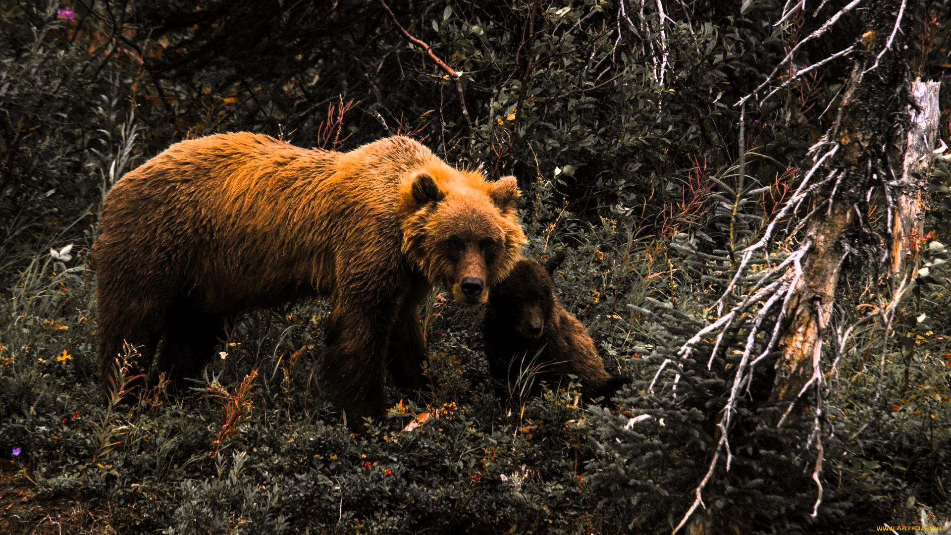 животные, медведи, медведица, медвежонок, кусты, деревья, лес