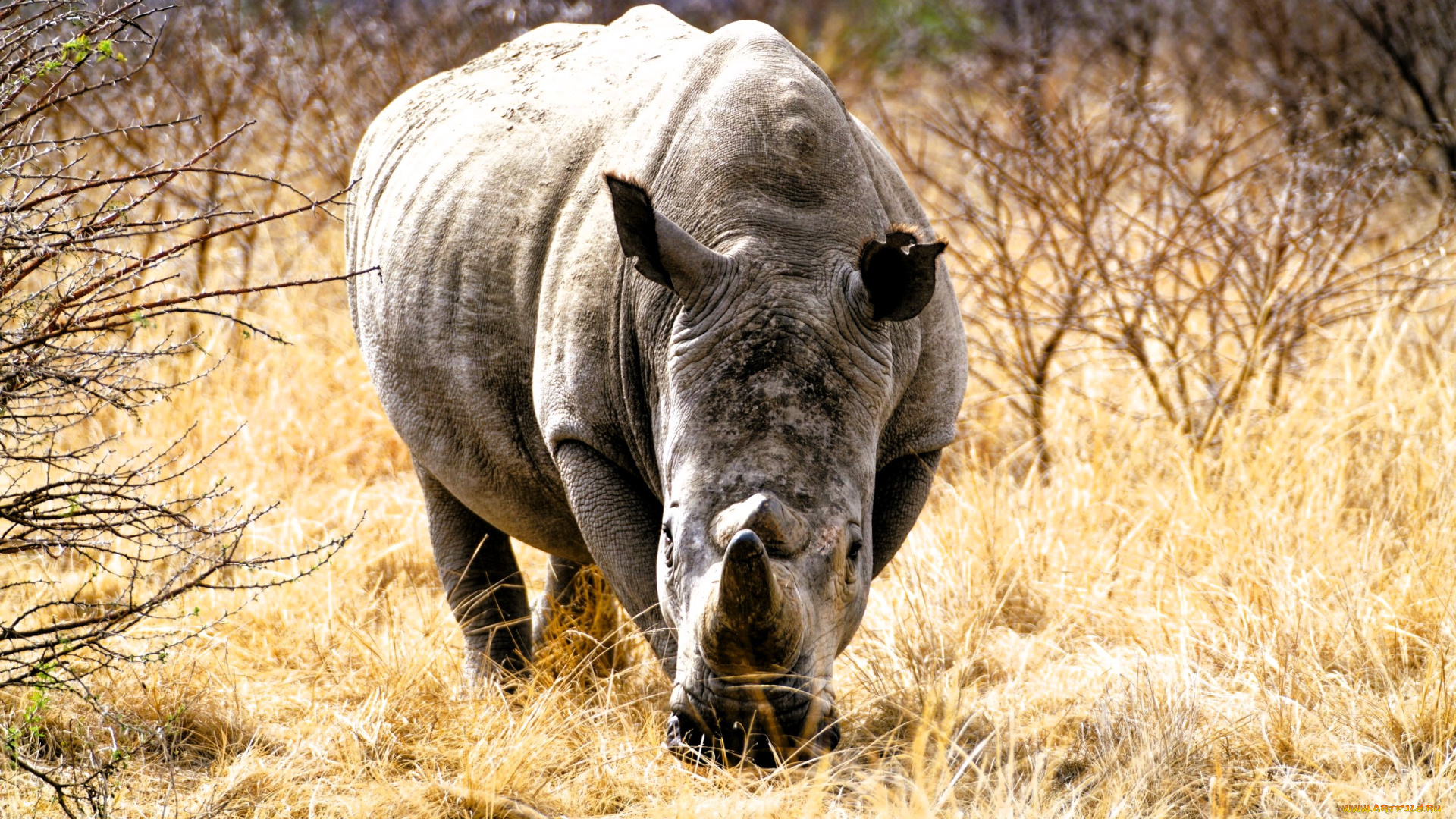 животные, носороги, носорог, саванна, трава, кусты, деревья