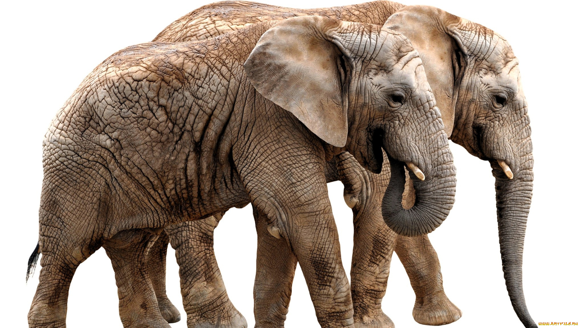 животные, слоны, пара