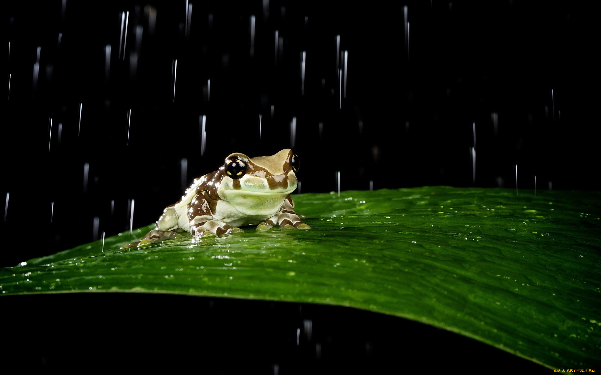 животные, лягушки, лягушка