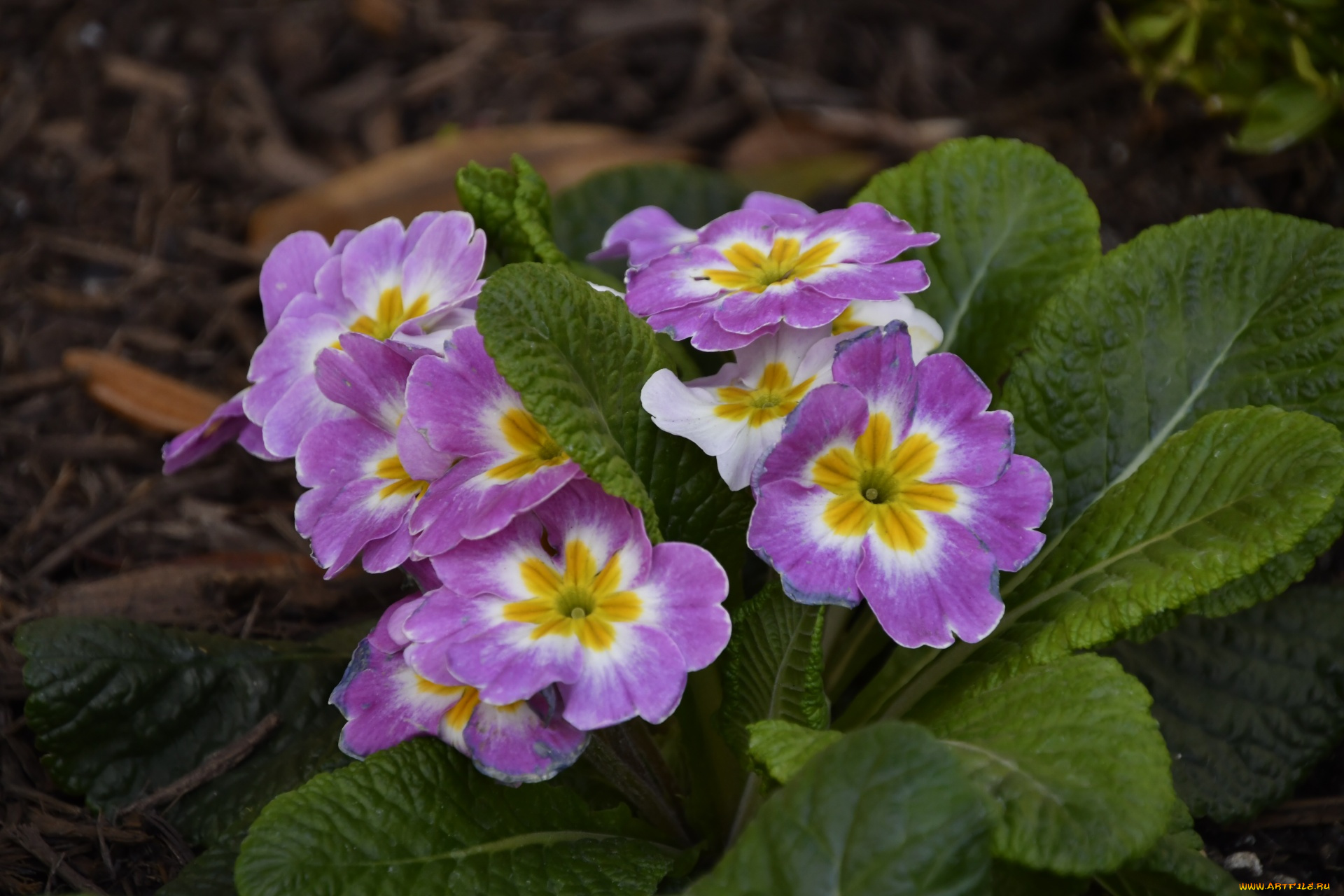 цветы, примулы, первоцвет
