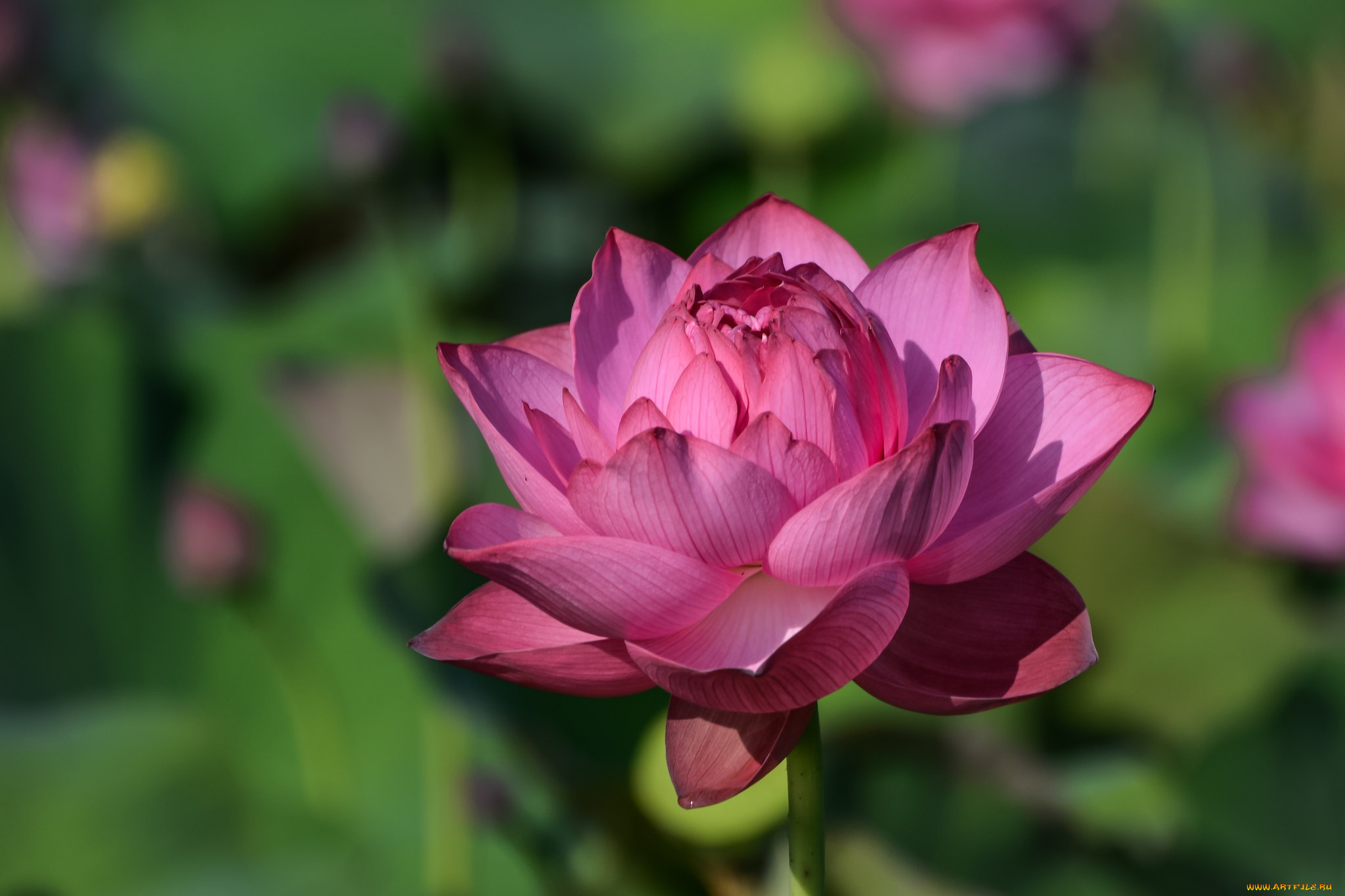 цветы, лотосы, розовый, лотос, макро