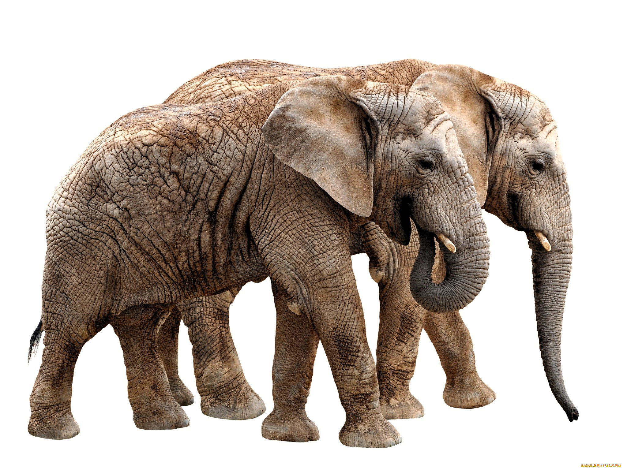 животные, слоны, пара