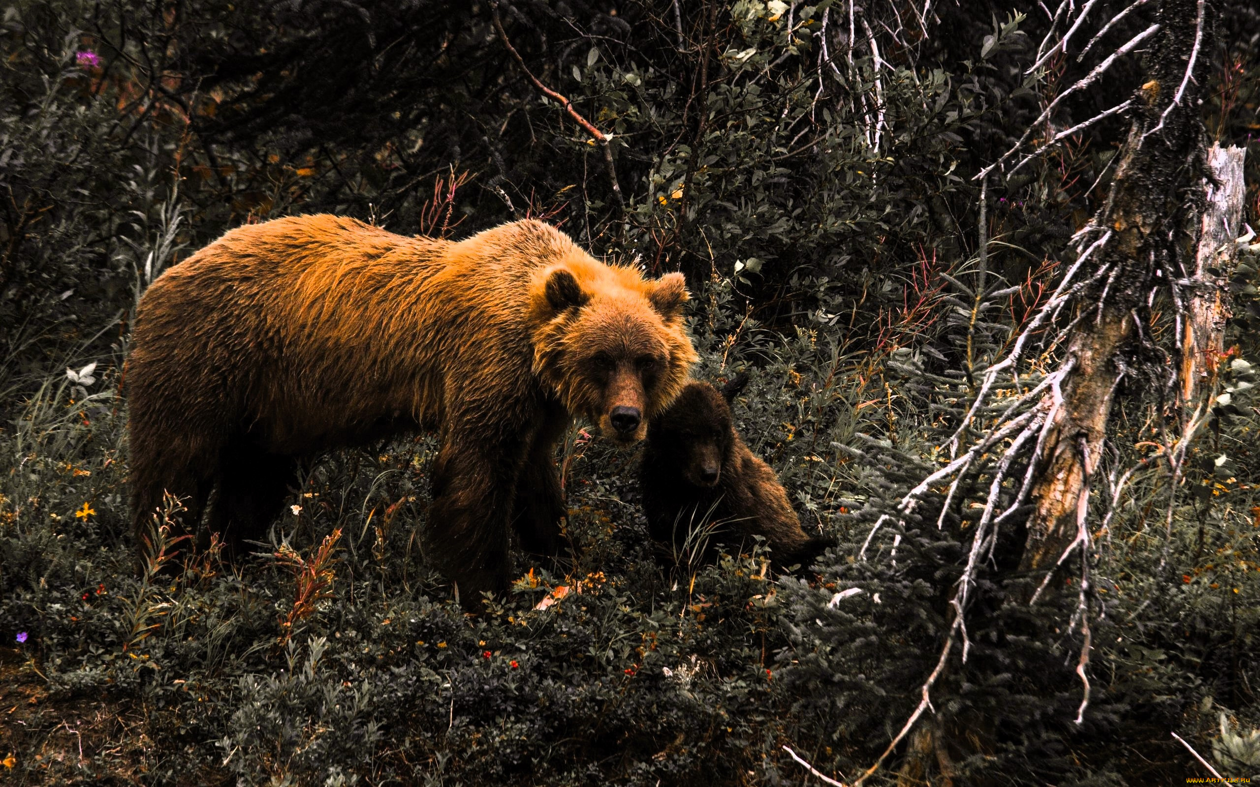 животные, медведи, медведица, медвежонок, кусты, деревья, лес