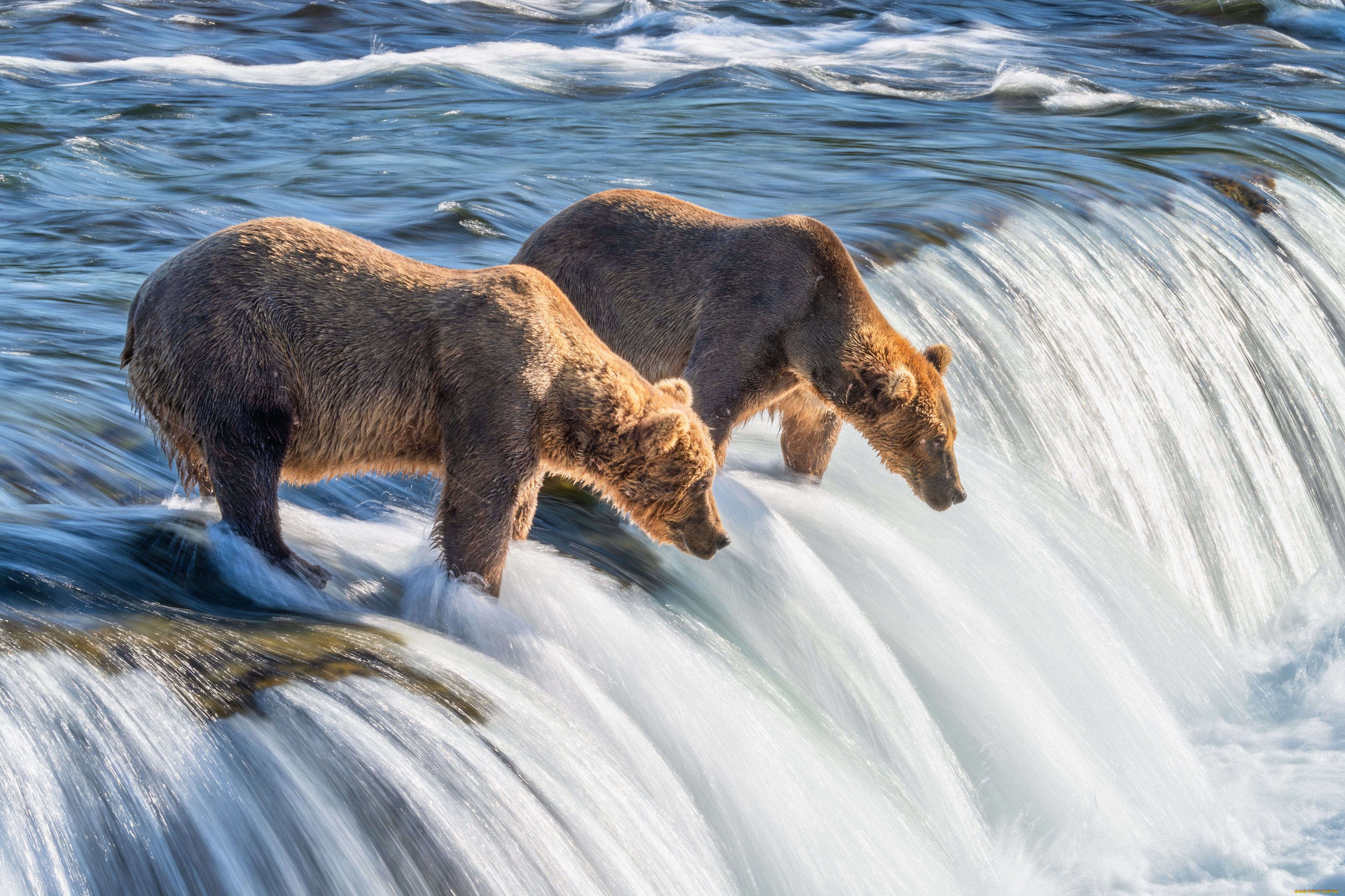животные, медведи