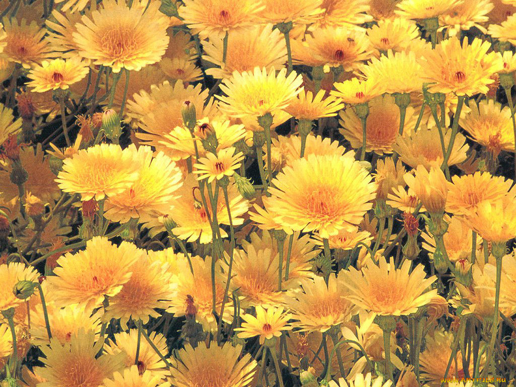 цветы, луговые, полевые