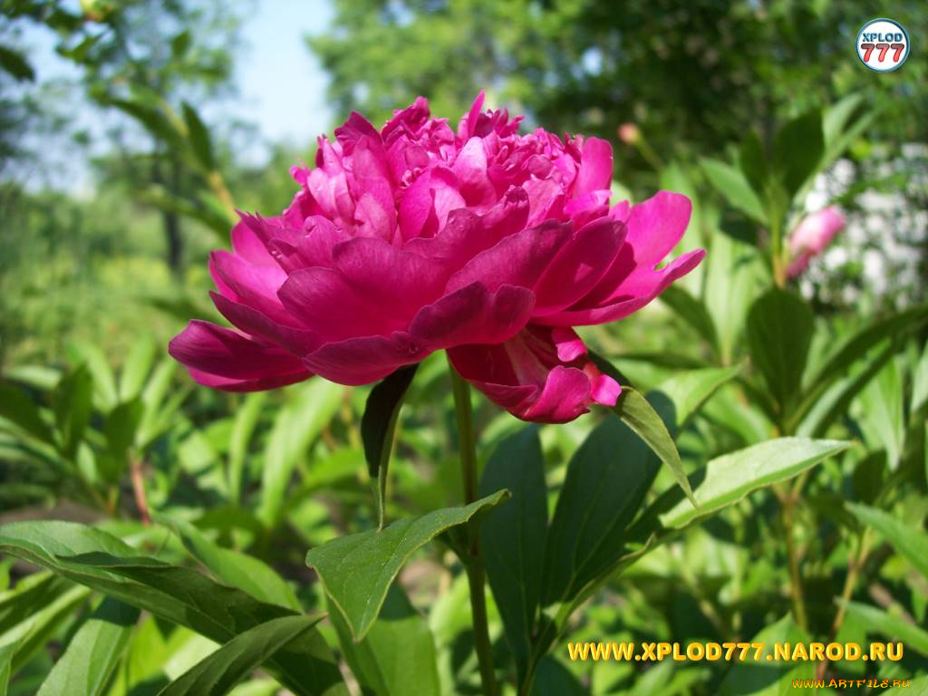 цветы, пионы