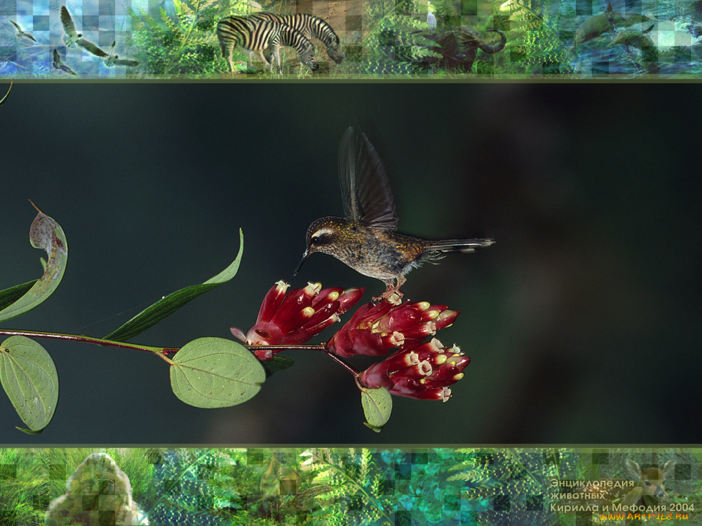 животные, колибри