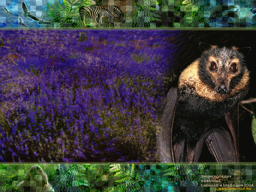 животные, летучие, мыши