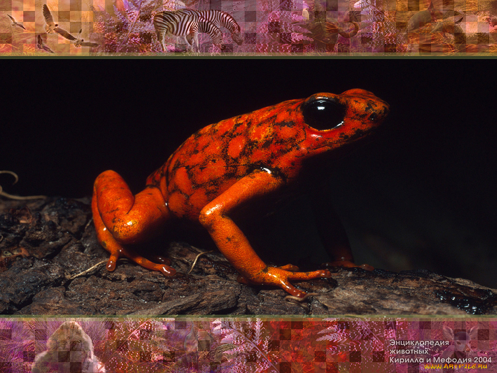 животные, лягушки