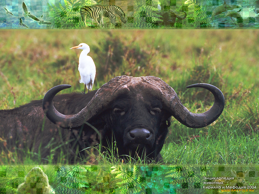 животные, разные, вместе