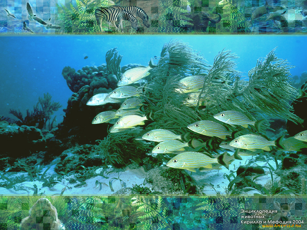животные, рыбы