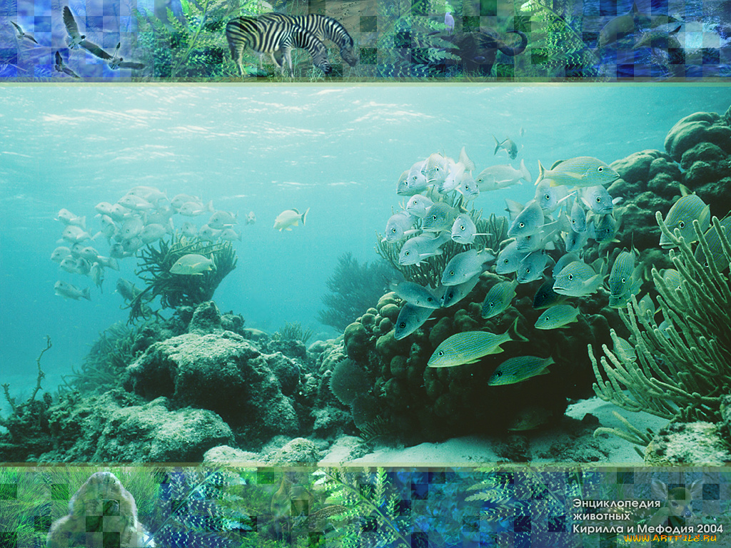 животные, рыбы