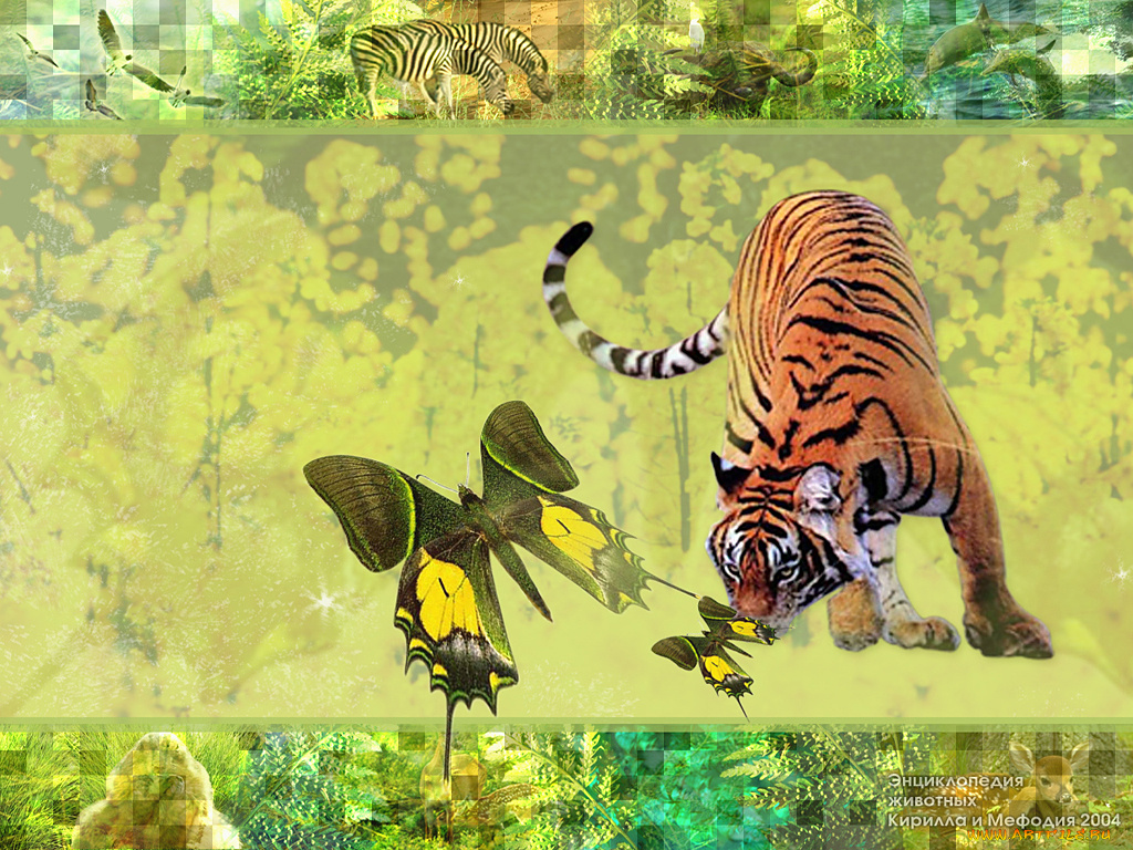 животные, тигры