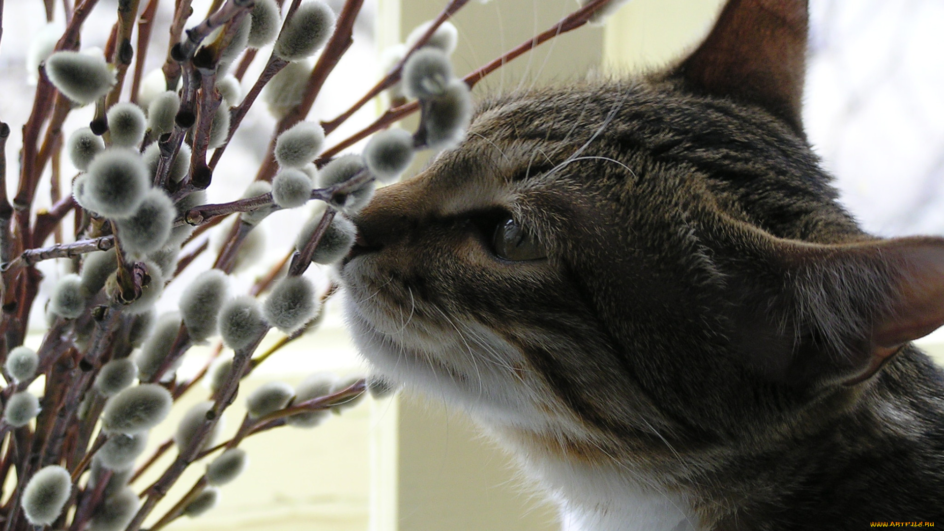 сева, животные, коты