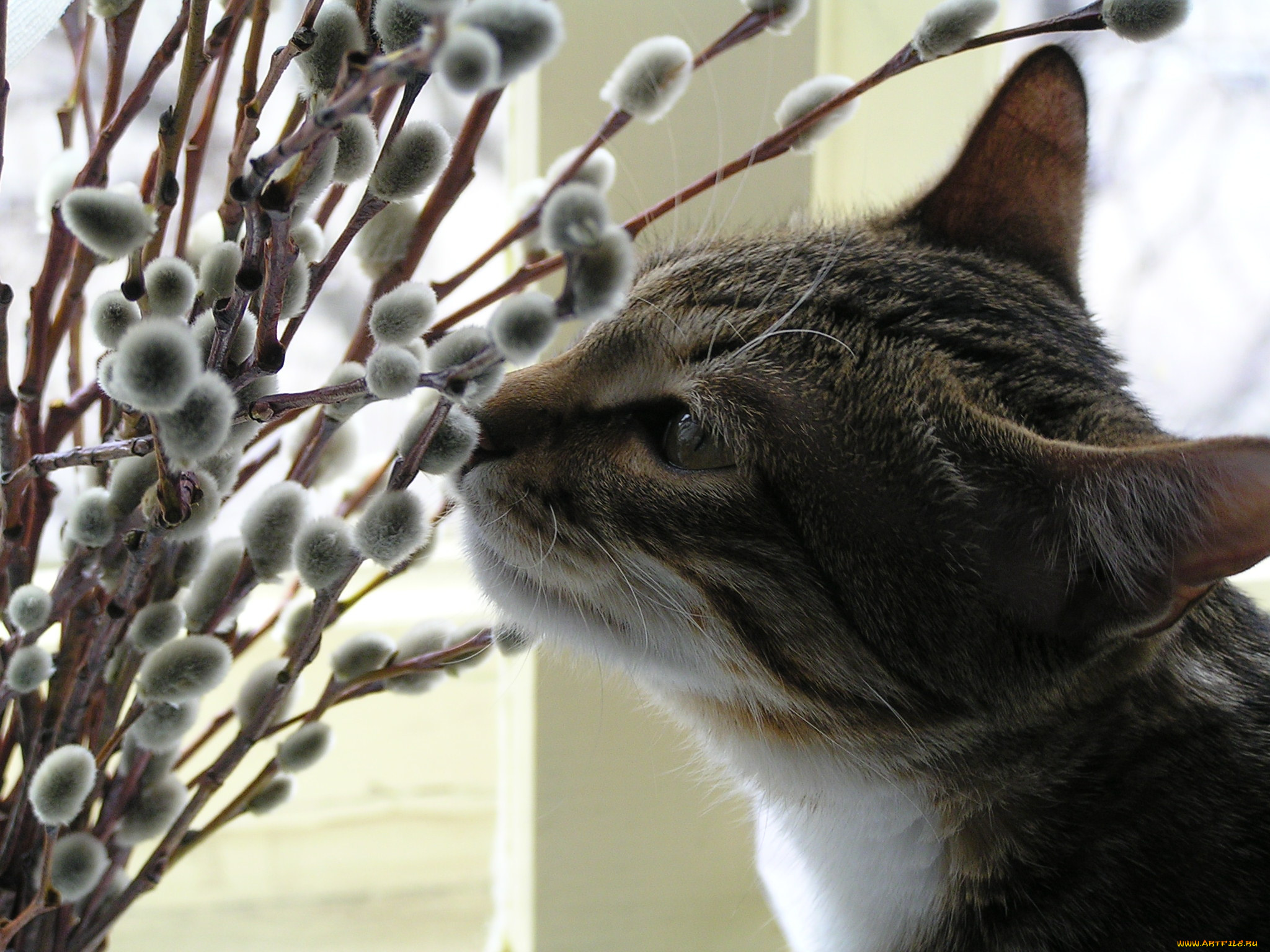 сева, животные, коты