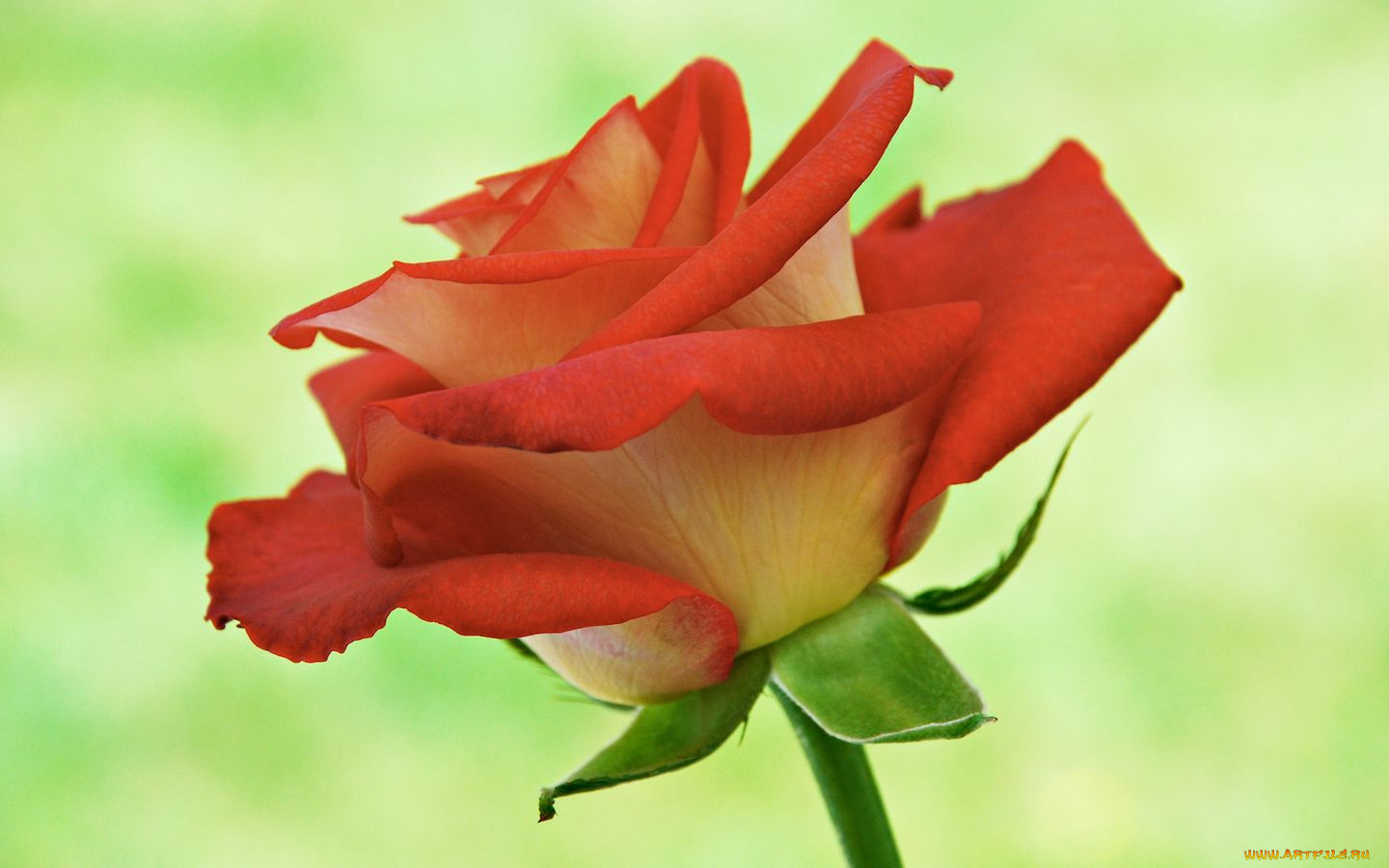 цветы, розы