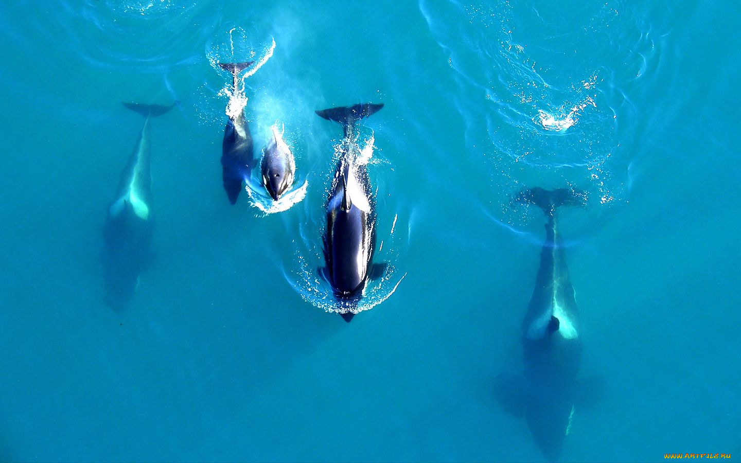 животные, косатки