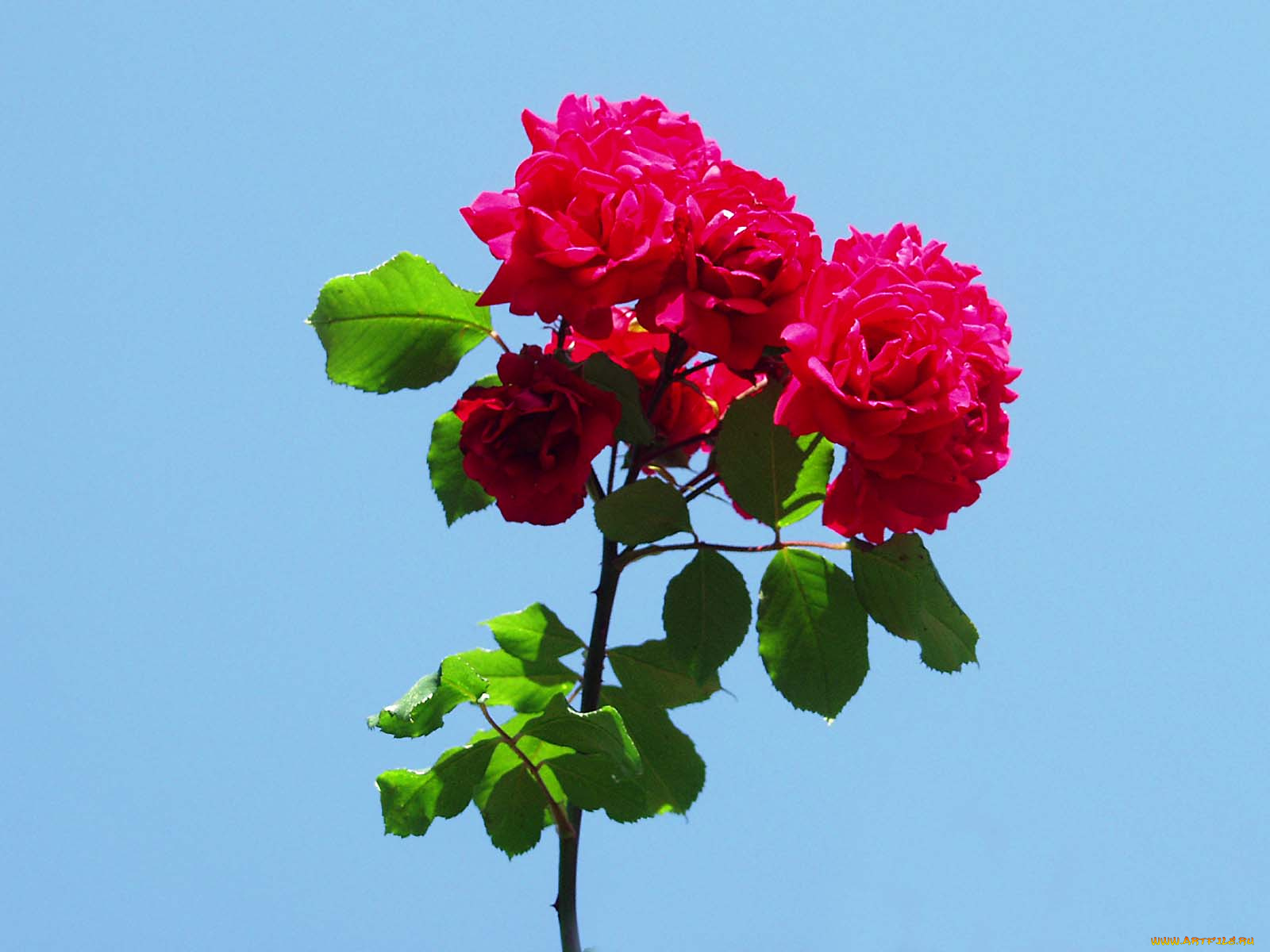 цветы, розы