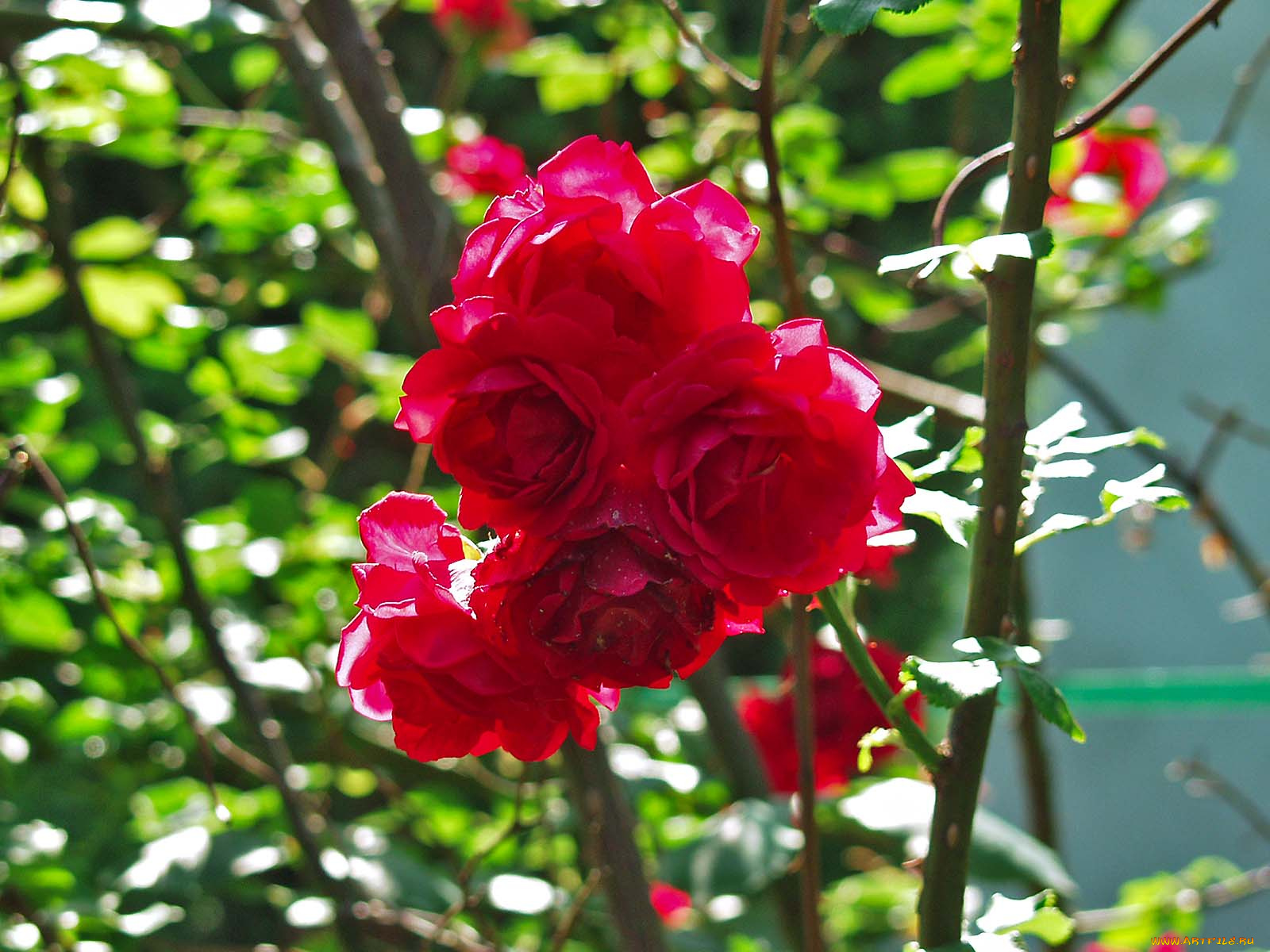 цветы, розы