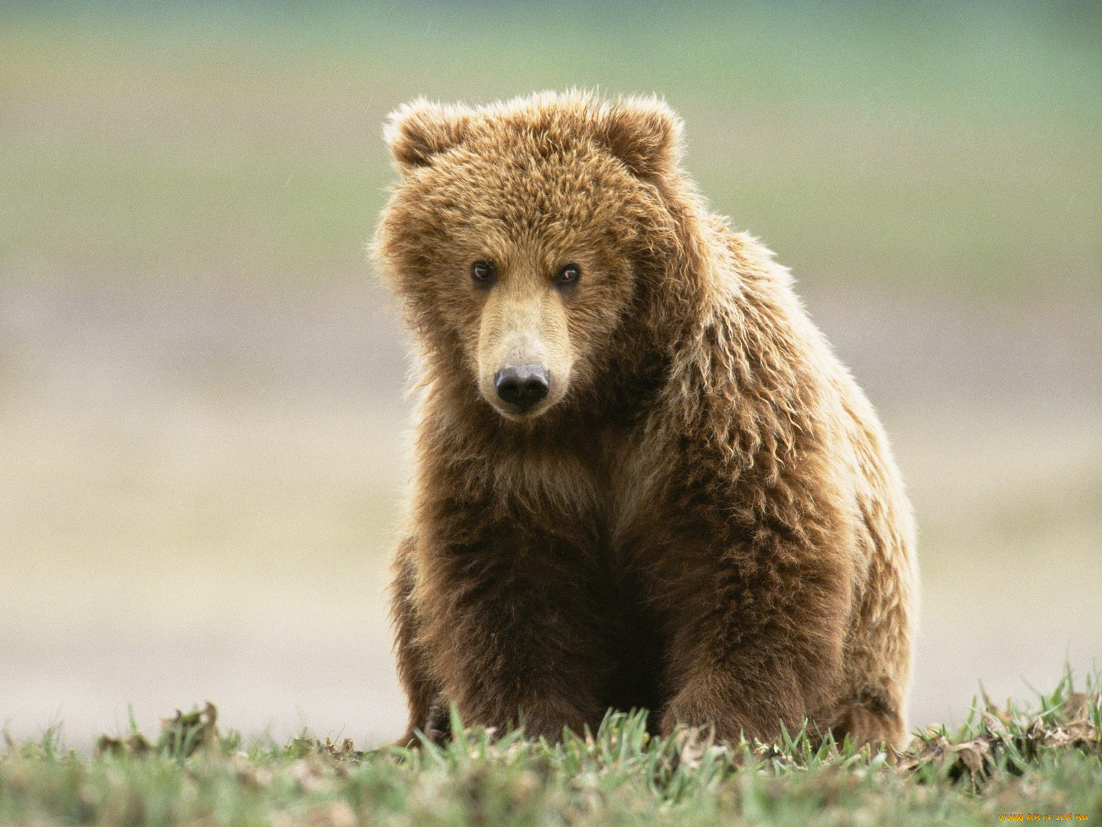 животные, медведи